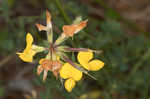 Bird's-foot trefoil